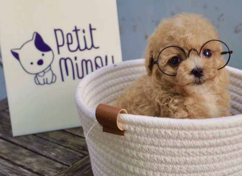 How Much Is a Teacup Puppy? Fauna Care